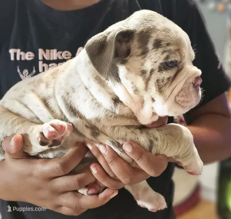Ace – English Bulldog puppy for sale in Spartanburg, SC