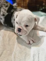 Sparkle, a female English Bulldog for sale in Spartanburg, SC – 3 of 4