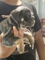 Blue , a female English Bulldog for sale in Spartanburg, SC – 3 of 4