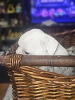 Sparkle, a female English Bulldog for sale in Spartanburg, SC – 4 of 4