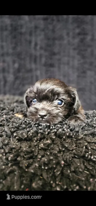 Teddy bear  – Shih Tzu, Poodle - Toy  puppy for sale in Spartanburg, SC