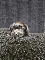 Teddy bear , a male Shih Tzu and Poodle - Toy  for sale in Spartanburg, SC – Photo 3 of 3