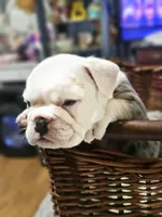 Sparkle, a female English Bulldog for sale in Spartanburg, SC – 2 of 4