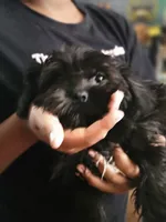 Teddy bear , a male Shih Tzu and Poodle - Toy  for sale in Spartanburg, SC – 5 of 5