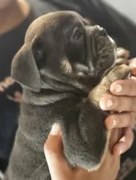 Blue , a female English Bulldog for sale in Spartanburg, SC – 2 of 4