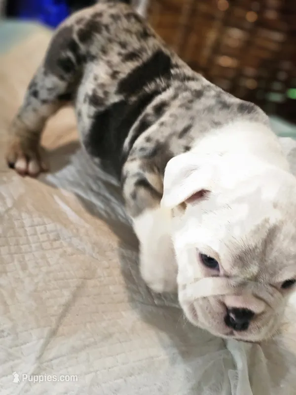 Sparkle – English Bulldog puppy for sale in Spartanburg, SC