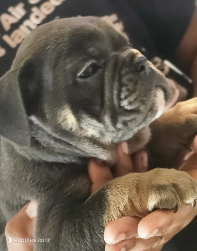 Blue  – English Bulldog puppy for sale in Spartanburg, SC