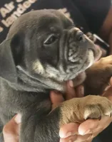Blue , a female English Bulldog for sale in Spartanburg, SC – 1 of 4