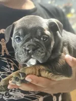 Blue , a female English Bulldog for sale in Spartanburg, SC – 4 of 4