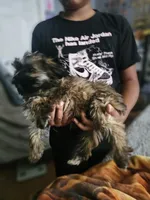 Fuzzy Wuzzy , a male Shih Tzu and Poodle - Miniature  for sale in Spartanburg, SC – 5 of 6