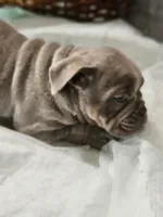 Beauty, a female English Bulldog for sale in Spartanburg, SC – 3 of 3