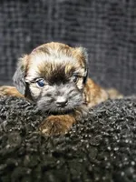 Fuzzy Wuzzy , a male Shih Tzu and Poodle - Miniature  for sale in Spartanburg, SC – Photo 4 of 4