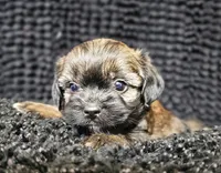 Fuzzy Wuzzy , a male Shih Tzu and Poodle - Miniature  for sale in Spartanburg, SC – Photo 3 of 4