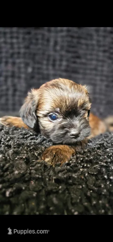 Fuzzy Wuzzy  – Shih Tzu, Poodle - Miniature  puppy for sale in Spartanburg, SC