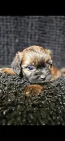 Fuzzy Wuzzy , a male Shih Tzu and Poodle - Miniature  for sale in Spartanburg, SC – Photo 1 of 4