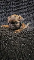 Fuzzy Wuzzy , a male Shih Tzu and Poodle - Miniature  for sale in Spartanburg, SC – Photo 2 of 4