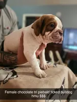 Freckles, a  Olde English Bulldogge for sale in Spartanburg, SC – Photo 2 of 4