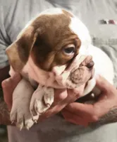 Freckles, a  Olde English Bulldogge for sale in Spartanburg, SC – Photo 3 of 4