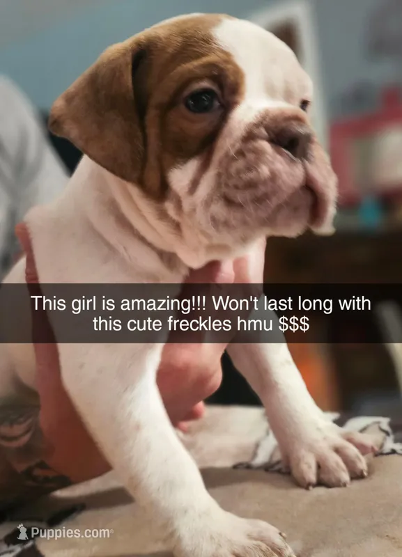 Freckles – Olde English Bulldogge puppy for sale in Spartanburg, SC