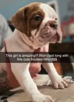 Freckles, a  Olde English Bulldogge for sale in Spartanburg, SC – Photo 1 of 4