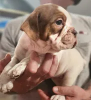 Freckles, a  Olde English Bulldogge for sale in Spartanburg, SC – Photo 4 of 4