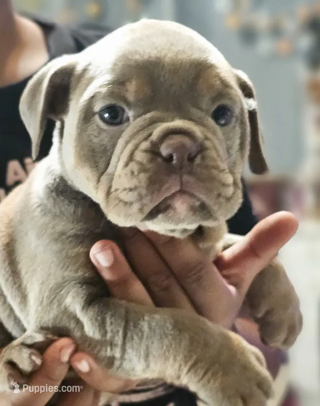 Beauty – English Bulldog puppy for sale in Spartanburg, SC