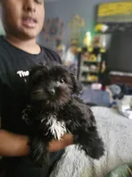 Teddy bear , a male Shih Tzu and Poodle - Toy  for sale in Spartanburg, SC – 4 of 5