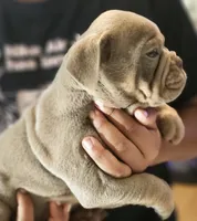Beauty, a female English Bulldog for sale in Spartanburg, SC – 2 of 3