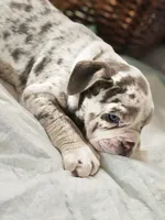 Ace, a male English Bulldog for sale in Spartanburg, SC – 3 of 4