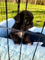 Female, a female Poodle - Miniature  and Chorkie for sale in Collins, MO – Photo 2 of 3