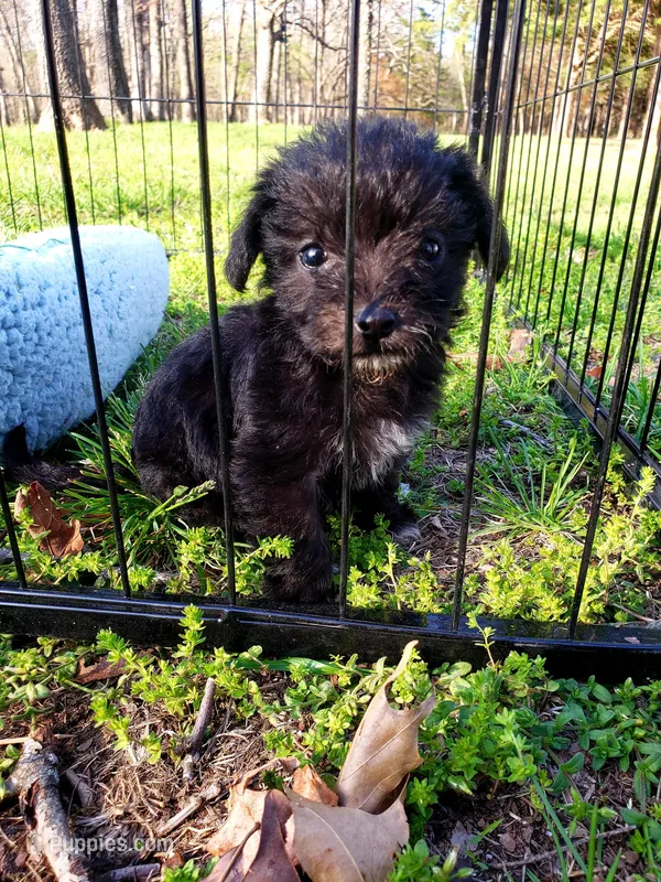 Female – Poodle - Miniature , Chorkie puppy for sale in Collins, MO