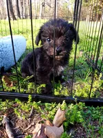 Female, a female Poodle - Miniature  and Chorkie for sale in Collins, MO – Photo 1 of 3