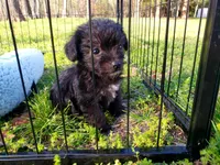 Female, a female Poodle - Miniature  and Chorkie for sale in Collins, MO – Photo 3 of 3