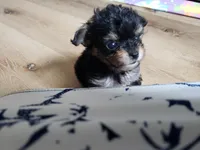 Max, a male Chihuahua and Chorkie for sale in Collins, MO – Photo 2 of 4