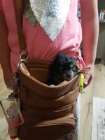 Max, a male Chihuahua and Chorkie for sale in Collins, MO – Photo 3 of 4