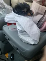 Max, a male Chihuahua and Chorkie for sale in Collins, MO – Photo 4 of 4