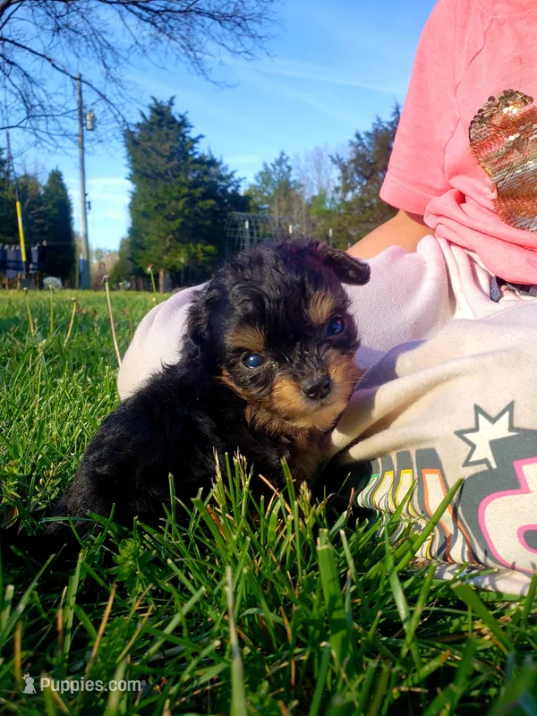 Max – Chihuahua, Chorkie puppy for sale in Collins, MO