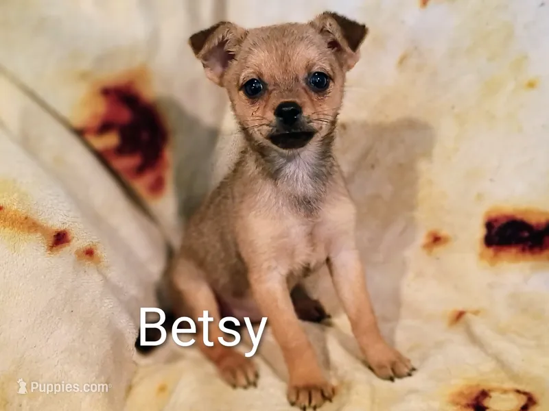 Betsy  – Pomchi puppy for sale in Alma, MI