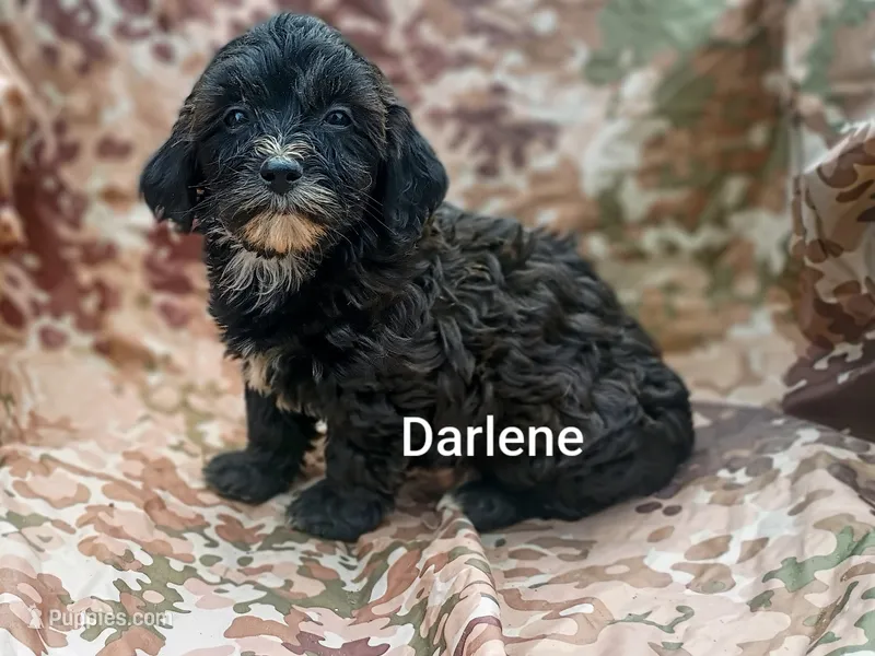 Darlene  – Shihpoo puppy for sale in Alma, MI