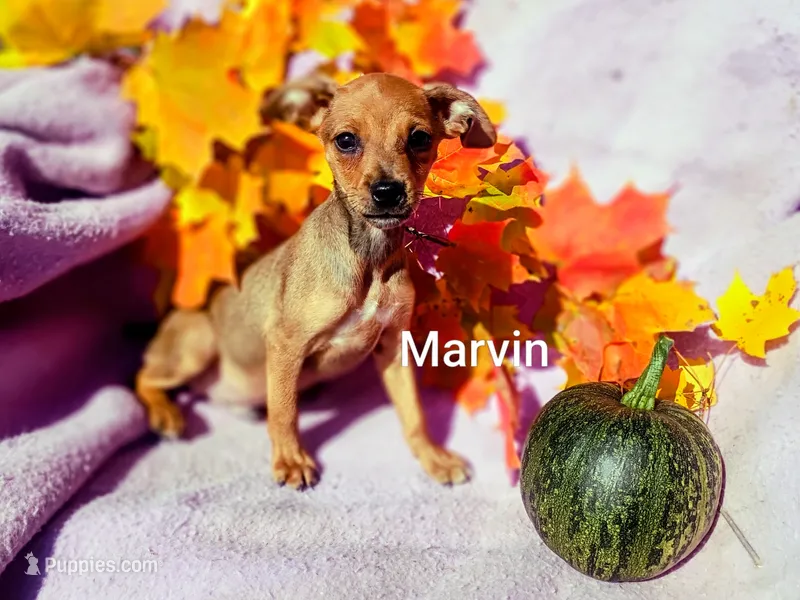 Marvin  – Miniature Pinscher puppy for sale in Alma, MI