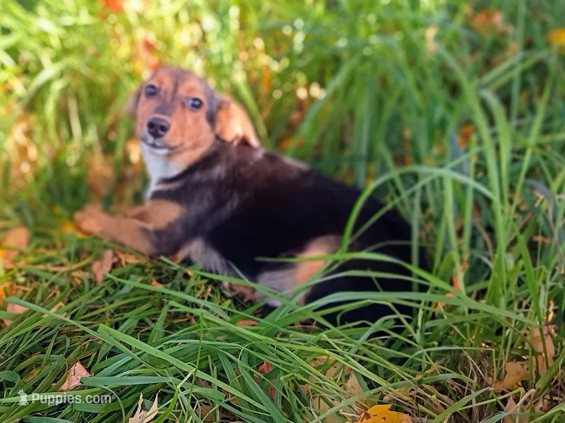 Leonard  – Jack Russell Terrier puppy for sale in Alma, MI