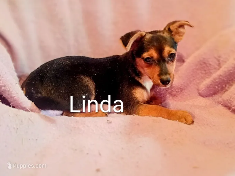 Linda  – Pomeranian, Yorkshire Terrier puppy for sale in Alma, MI