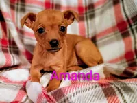 Amanda , a female Chihuahua and Miniature Pinscher for sale in Alma, MI – 1 of 1