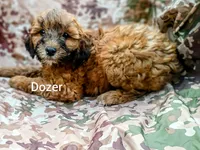 Dozer , a male Shihpoo for sale in Alma, MI – 1 of 1