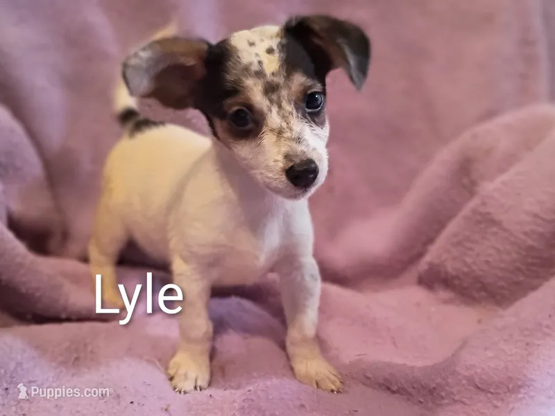 Lyle  – Pomeranian, Yorkshire Terrier puppy for sale in Alma, MI