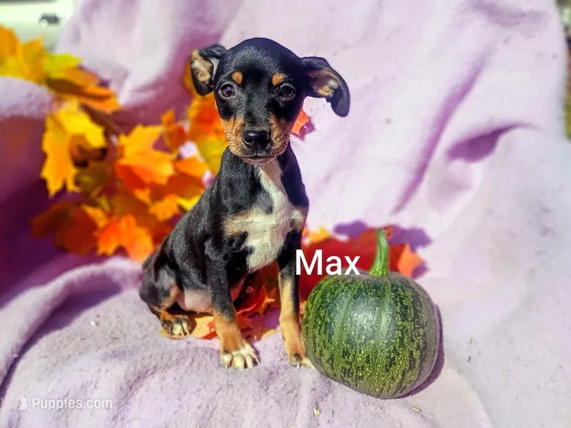 Max – Miniature Pinscher puppy for sale in Alma, MI