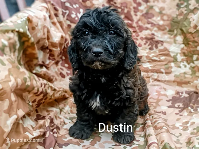 Dustin  – Shihpoo puppy for sale in Alma, MI