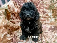 Dustin , a male Shihpoo for sale in Alma, MI – 1 of 1