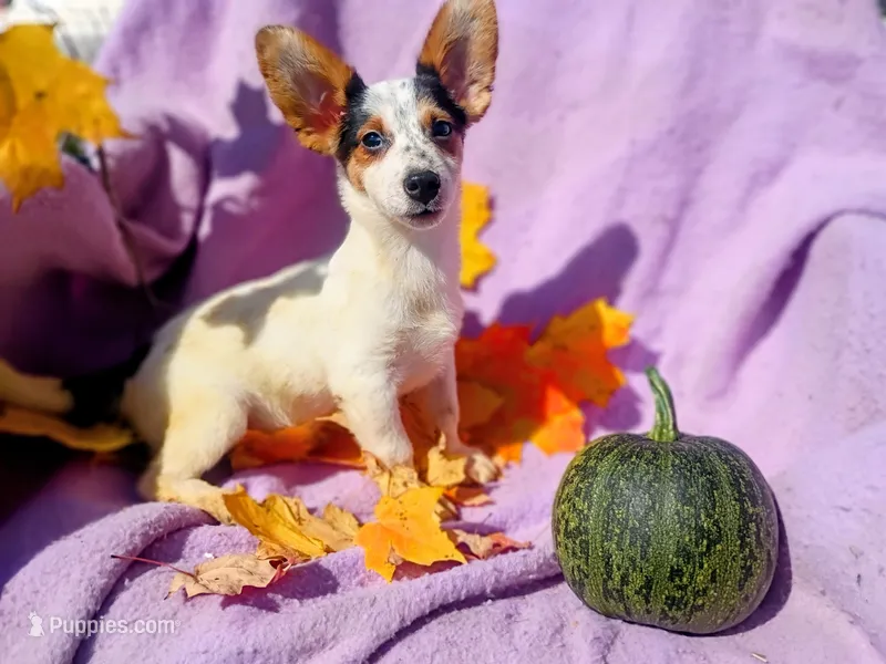 Lyle  – Jack Russell Terrier puppy for sale in Alma, MI