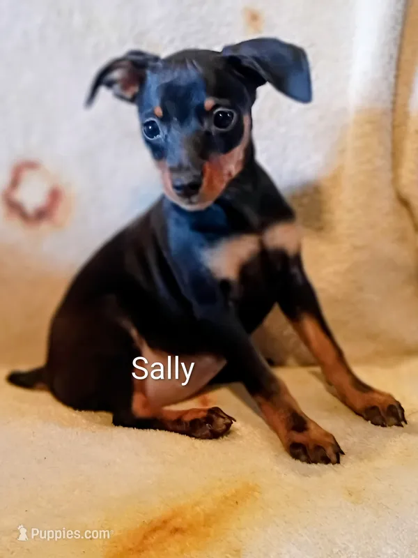 Sally – Miniature Pinscher puppy for sale in Alma, MI